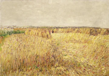 Kornfelder vor einer Kette von Sanddünen